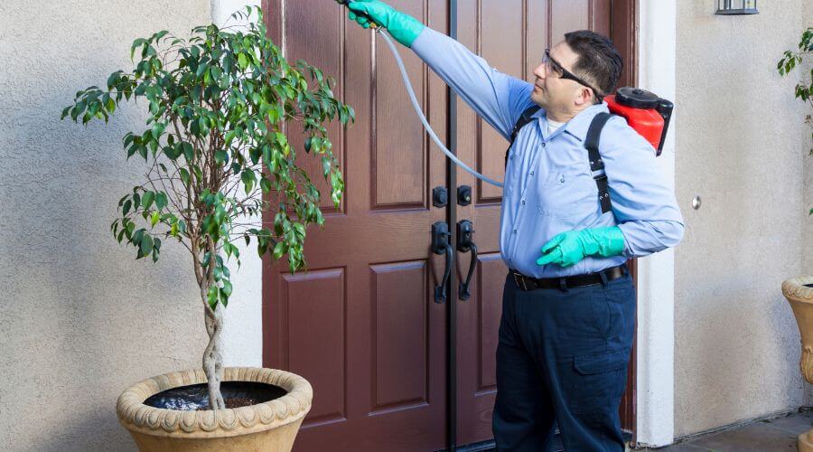 Why choose Mice Removal Laveen for mice removal in Laveen